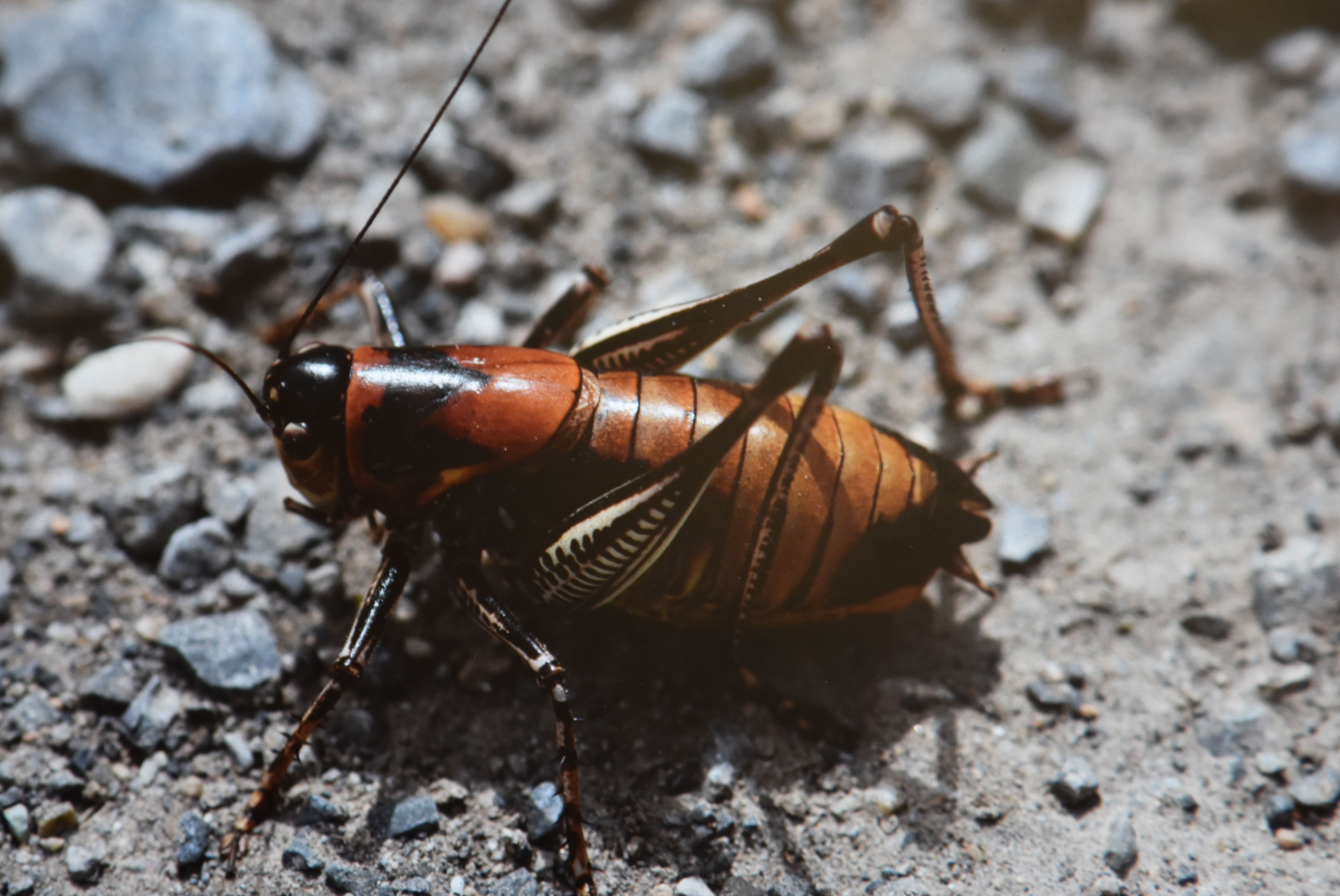 "Hakkari ili Orthoptera Faunasının Tespiti Projesi" çerçevesinde çekirge türleri kayıt altına alındı